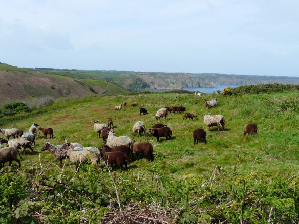 Manx loaghtan sheep at Le Don Paton. Photo by Aaron le Couteur