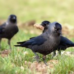 Jackdaw. Photo by Kristian Bell