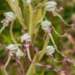 Lizard orchid. Photo by Simon Robson