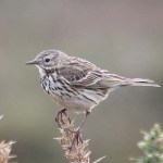 Meadow pipit. Photo by Mick Dryden