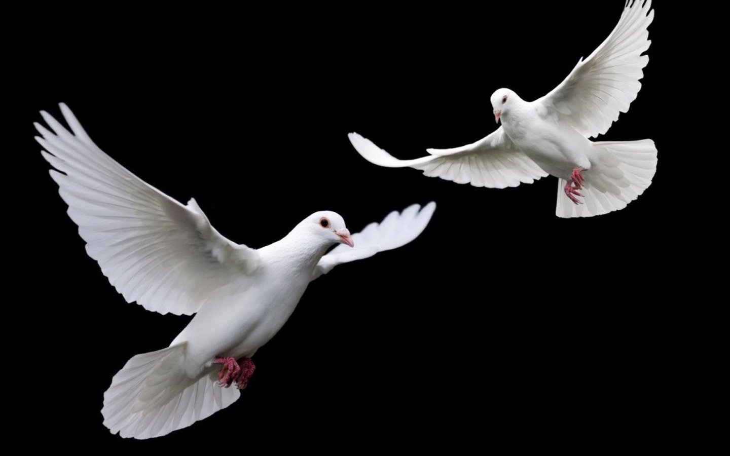 Dovesblackback Wallpaper photo and wallpaper. All Dovesblackback