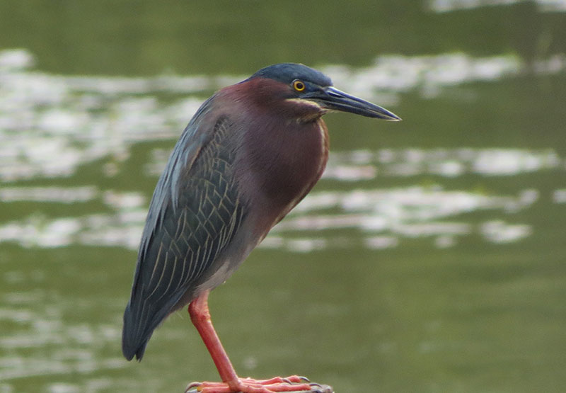 Green Heron Id Facts Diet Habit More Birdzilla