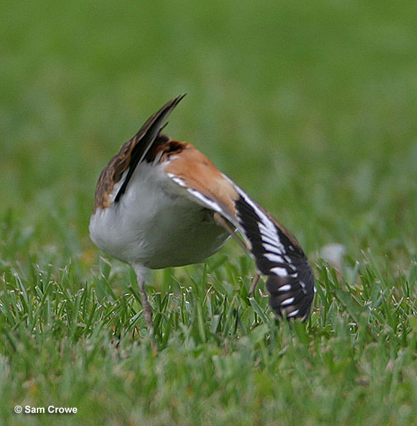 Killdeer ID, Facts, Diet, Habit & More Birdzilla