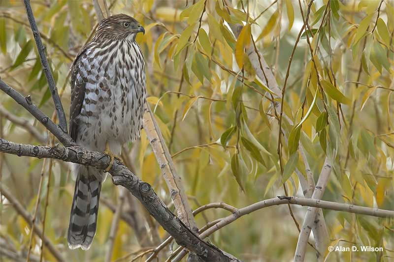 Hawks in Pennsylvania 9 Hawk Species [Based On eBird Data]