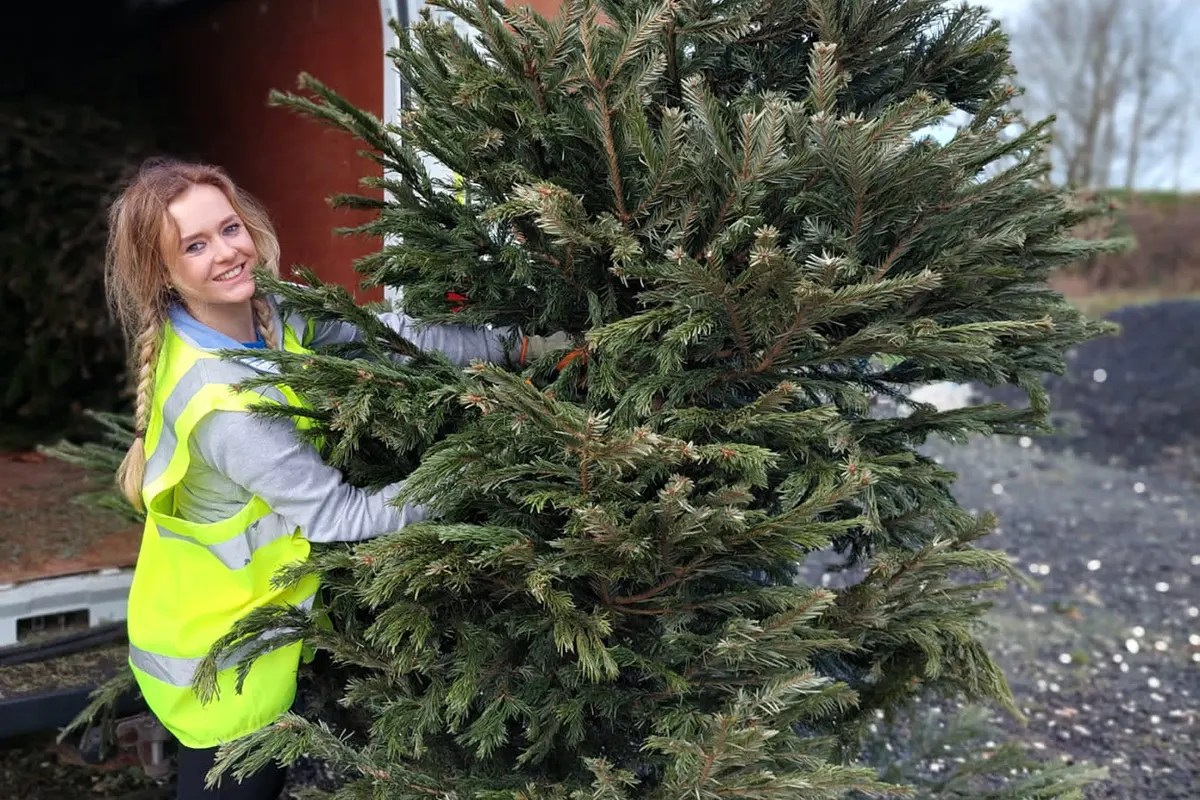 Wirral Hospice St John’s 2023 Christmas Tree collection dates announced Birkenhead News