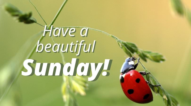 happy sunday quotes funny Happy And Inspirational Sunday Quotes | A Day Well Spent