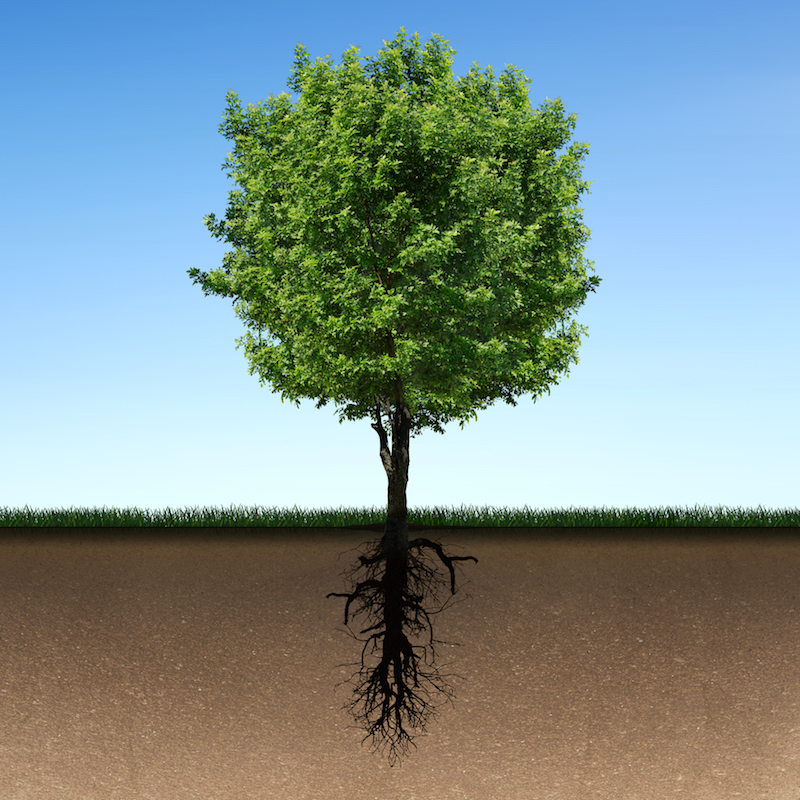 Ways to Grow Healthy Roots of Leadership in Leaders