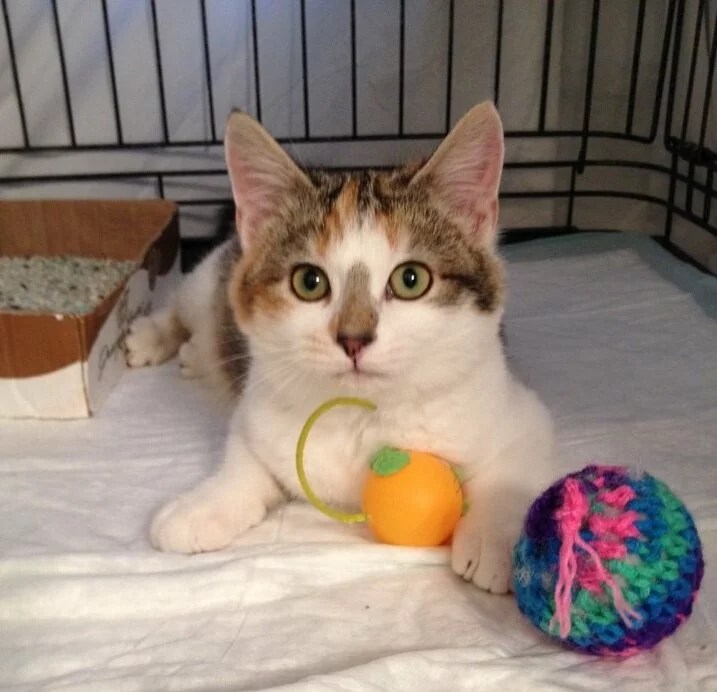 Cat's Cradle Reduces Owner Surrenders through Spay/Neuter BISSELL Pet