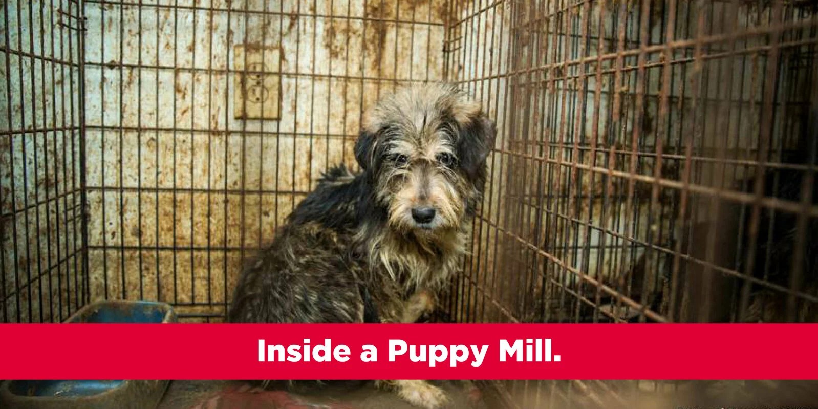 Puppy Mill Cages Stacked