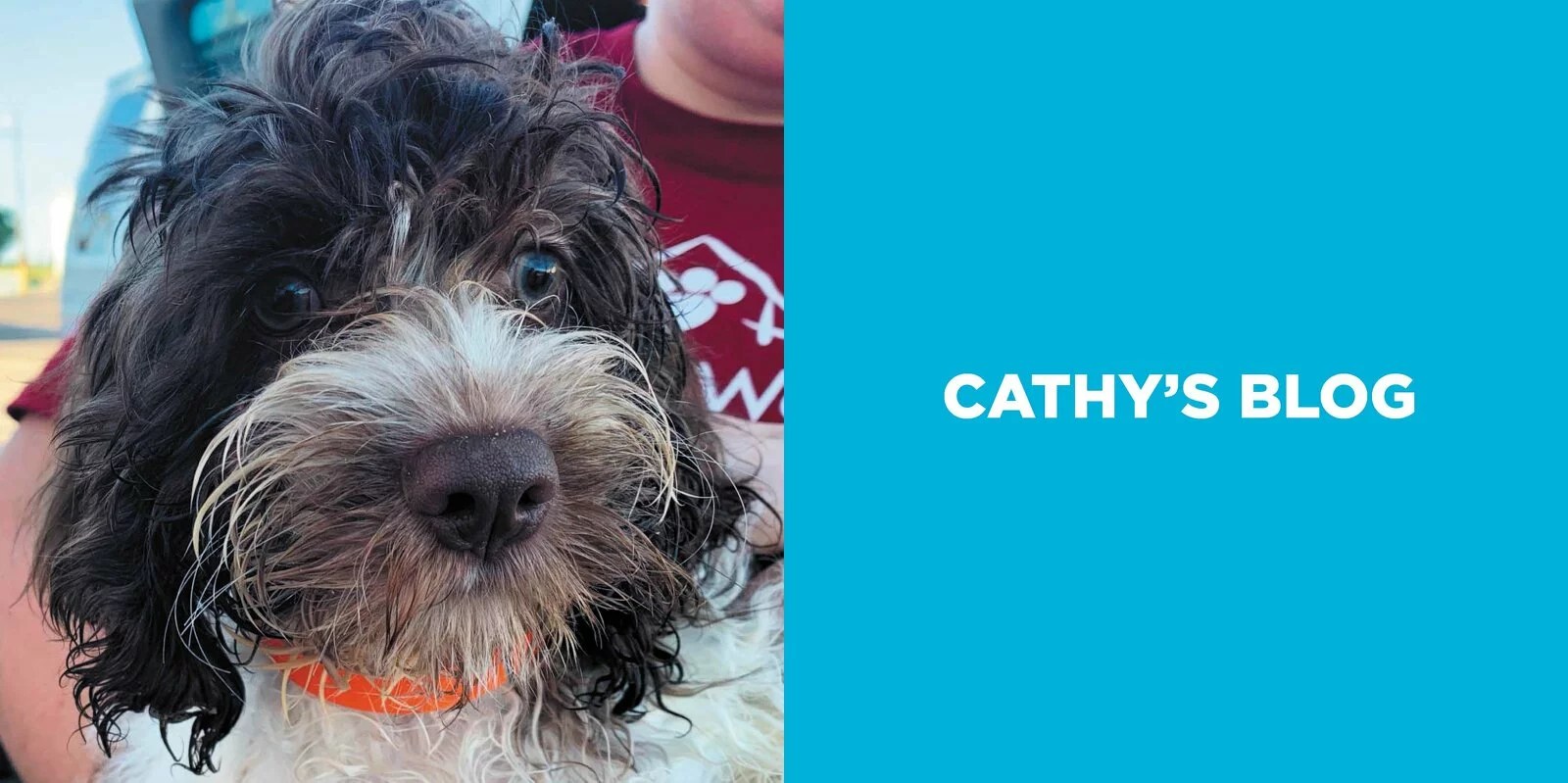 What Happens When Puppy Mills Can’t Sell Their Dogs? BISSELL Pet