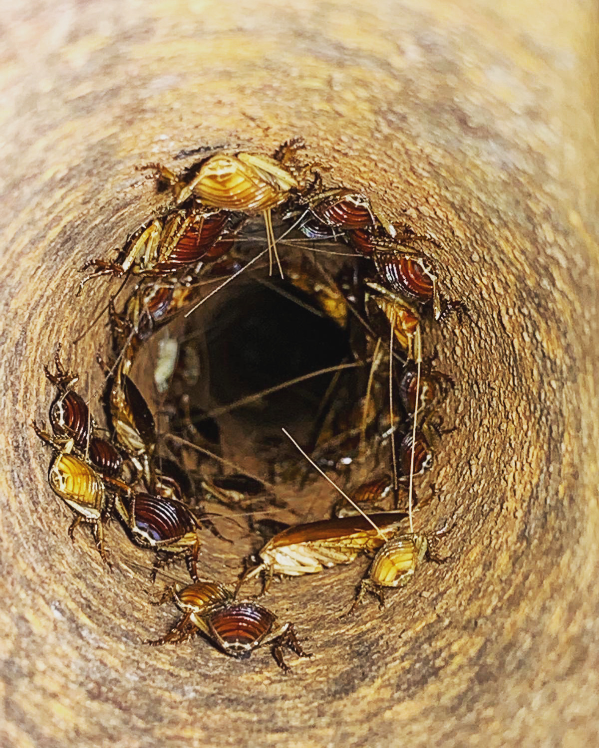 Effective Cockroach Control For San Diego Homeowners