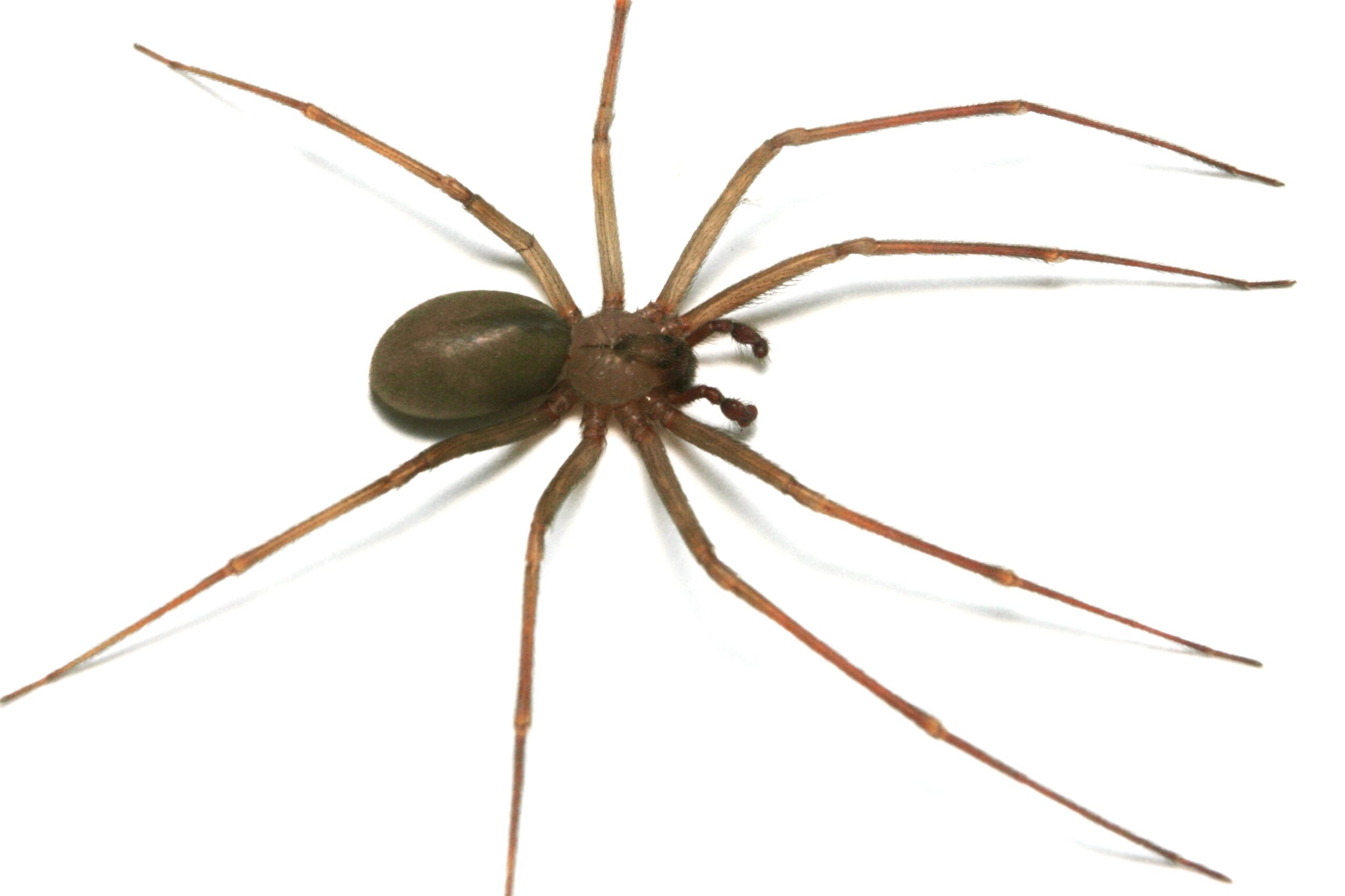 Beware the Brown Recluse on the rise in San Diego