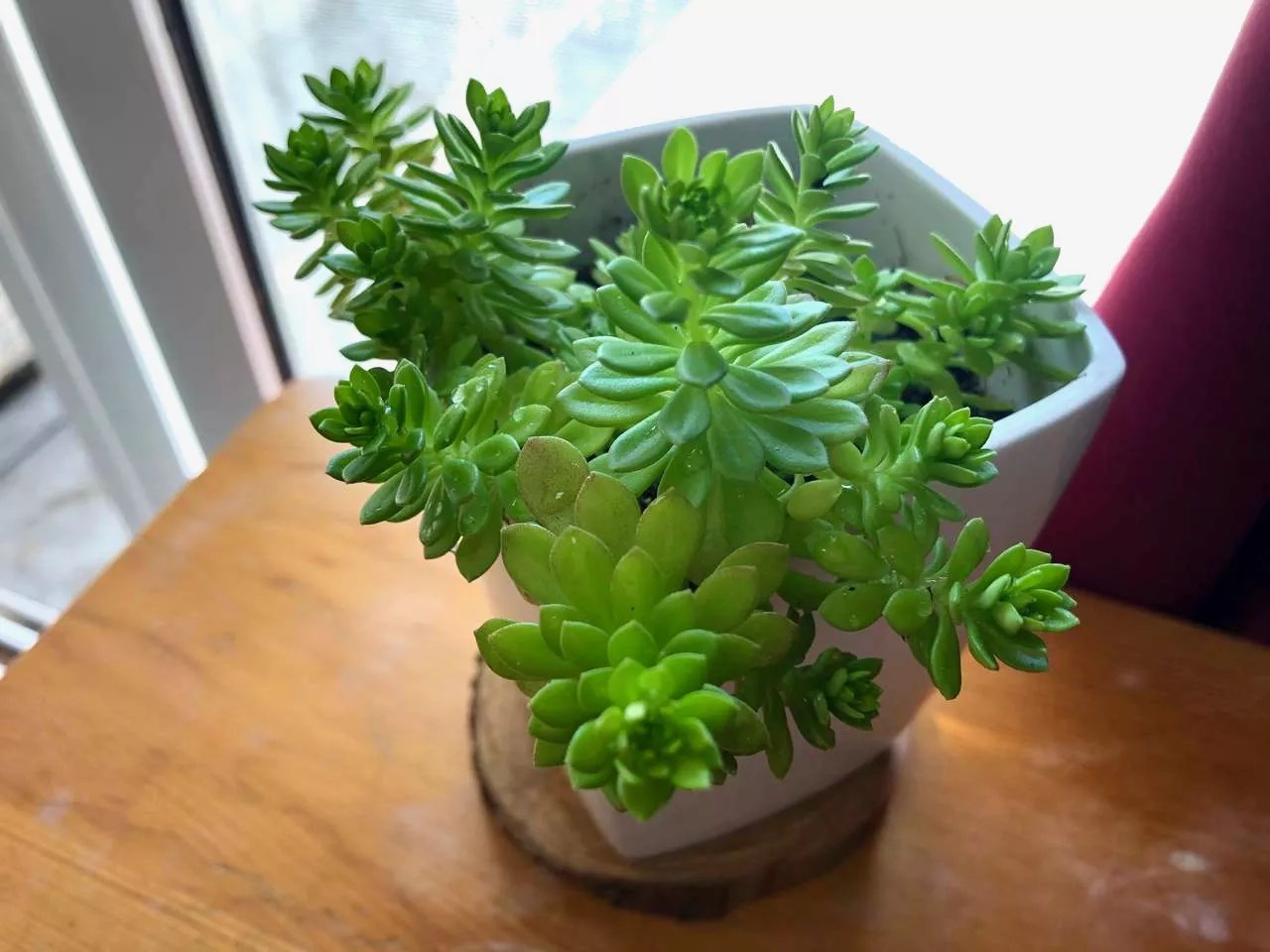 Where do succulents grow best A Beginner's Guide