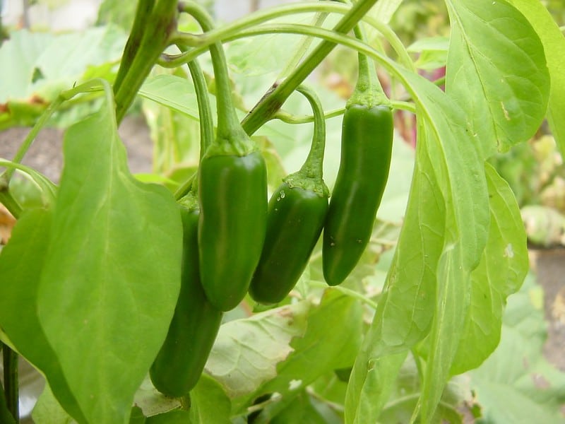 How To Grow Jalapeños In Your Garden
