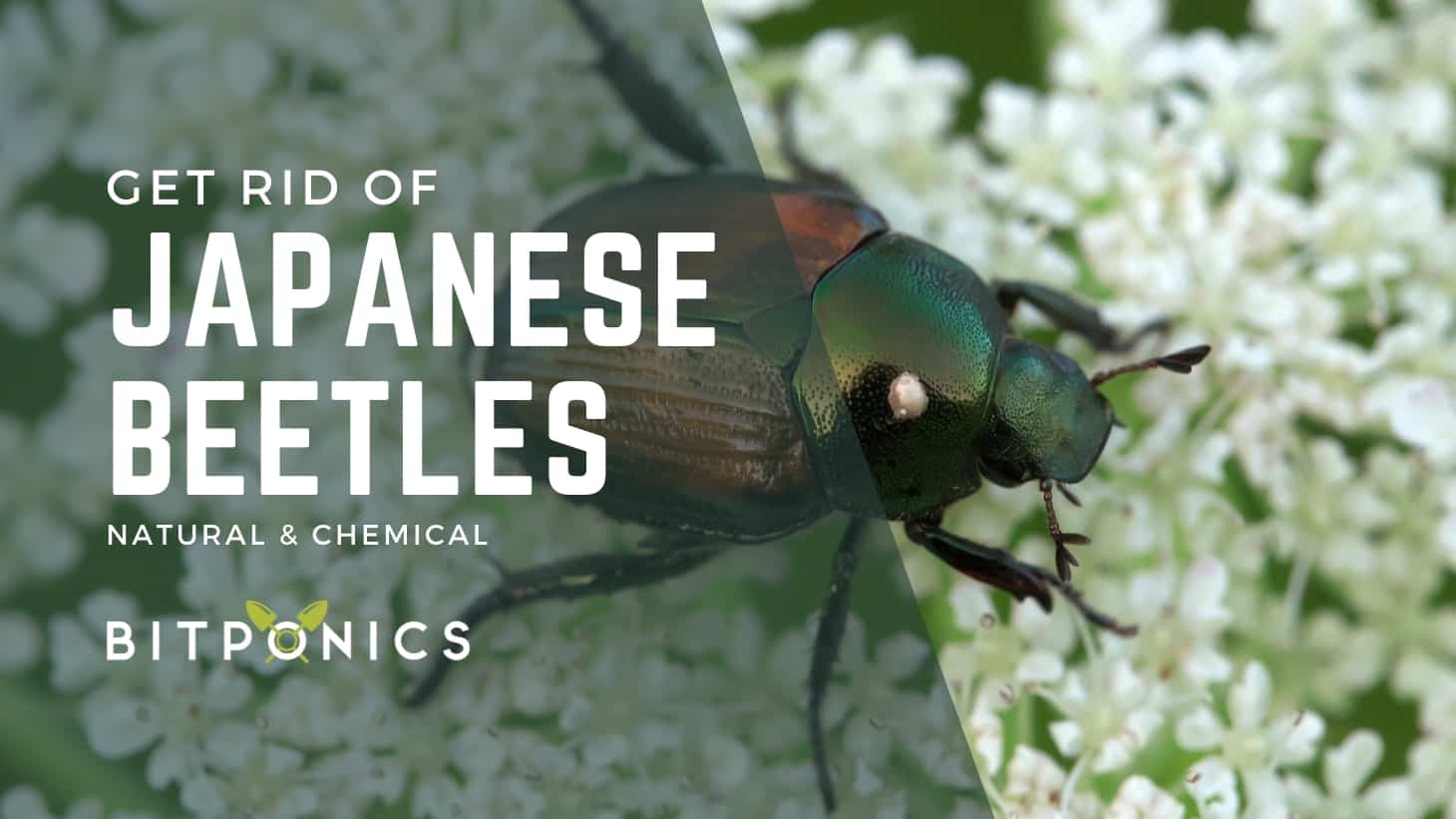 How To Get Rid Of Japanese Beetles Quickly! (3 Ways)