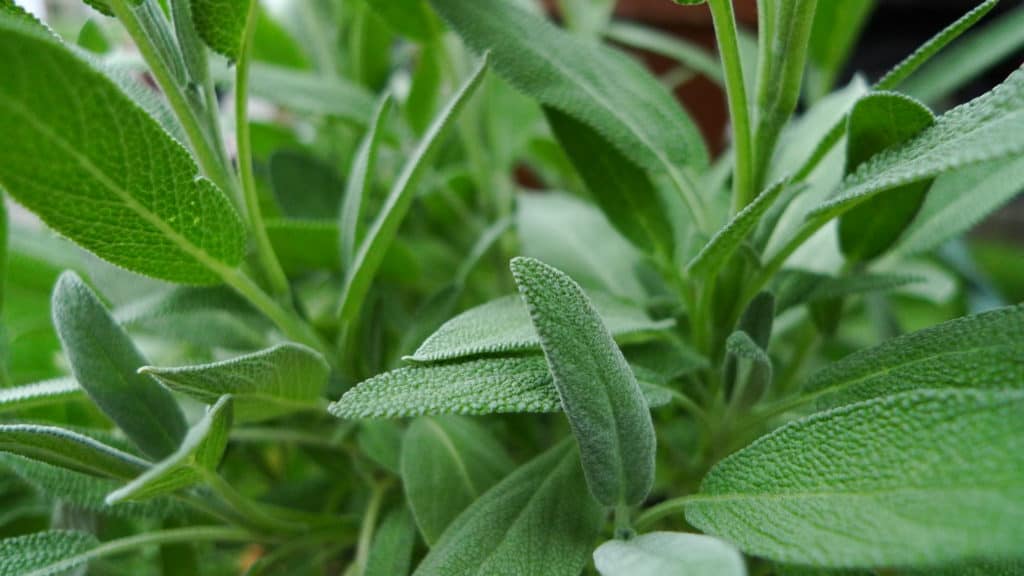 How To Grow Sage Indoors Or In Your Garden Super Easily