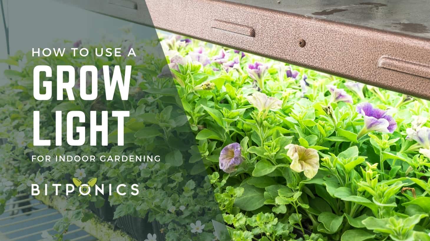 How to Use Grow Lights for Indoor Plants (4 Actionable Steps)