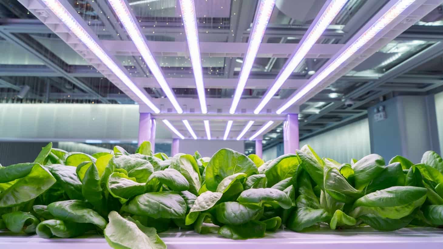 How to Use Grow Lights for Indoor Plants (4 Actionable Steps