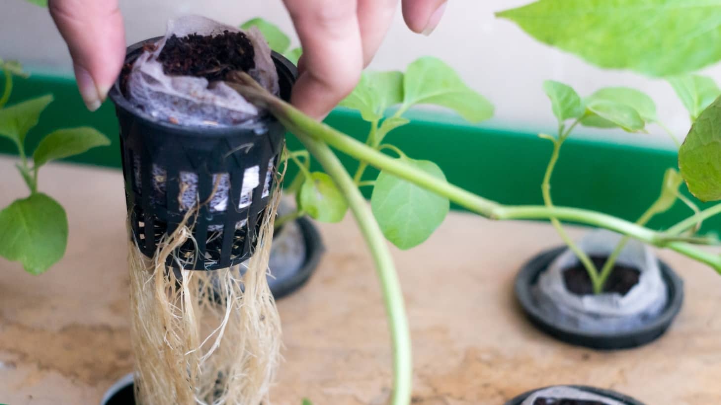 What Size Net Pots Do I Need For Hydroponics?