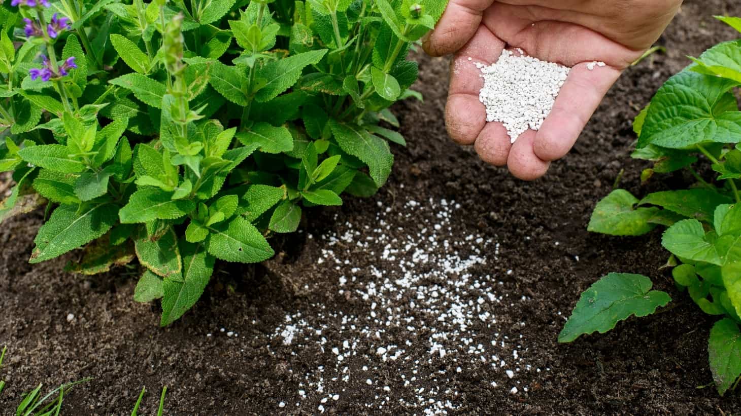 Can I Use Regular Fertilizer For Hydroponics?