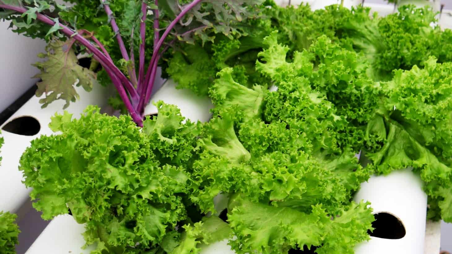 How Long do Hydroponic Plants Last? Answered By Experts