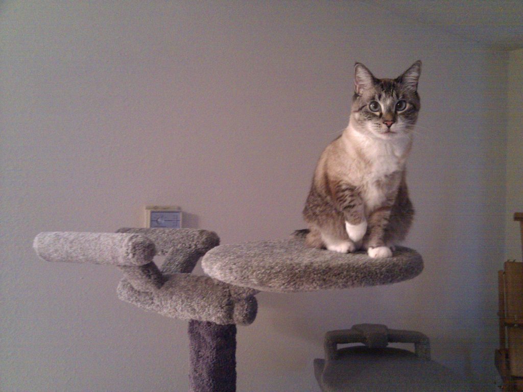 Star Trek Cat Tree For Trekkies With Cats Bit Rebels