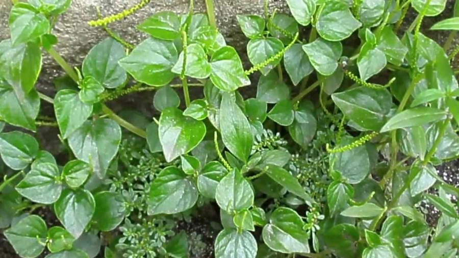 Exploring the Health Marvels of Ulasimang Bato Bannari Amman