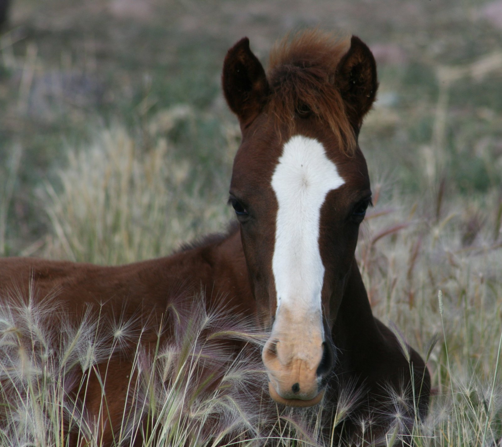 Arabian Horse Breeding Program in Wyoming at Bitterroot Ranch