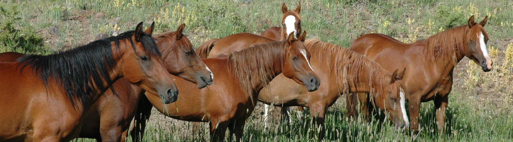 Starting A Horse Breeding Program