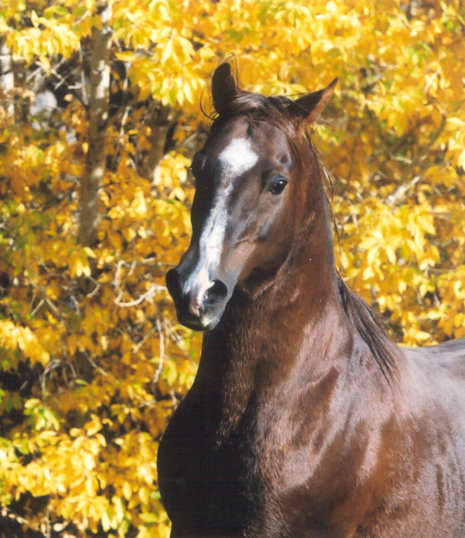 Arabian Horse Breeding Program in Wyoming at Bitterroot Ranch