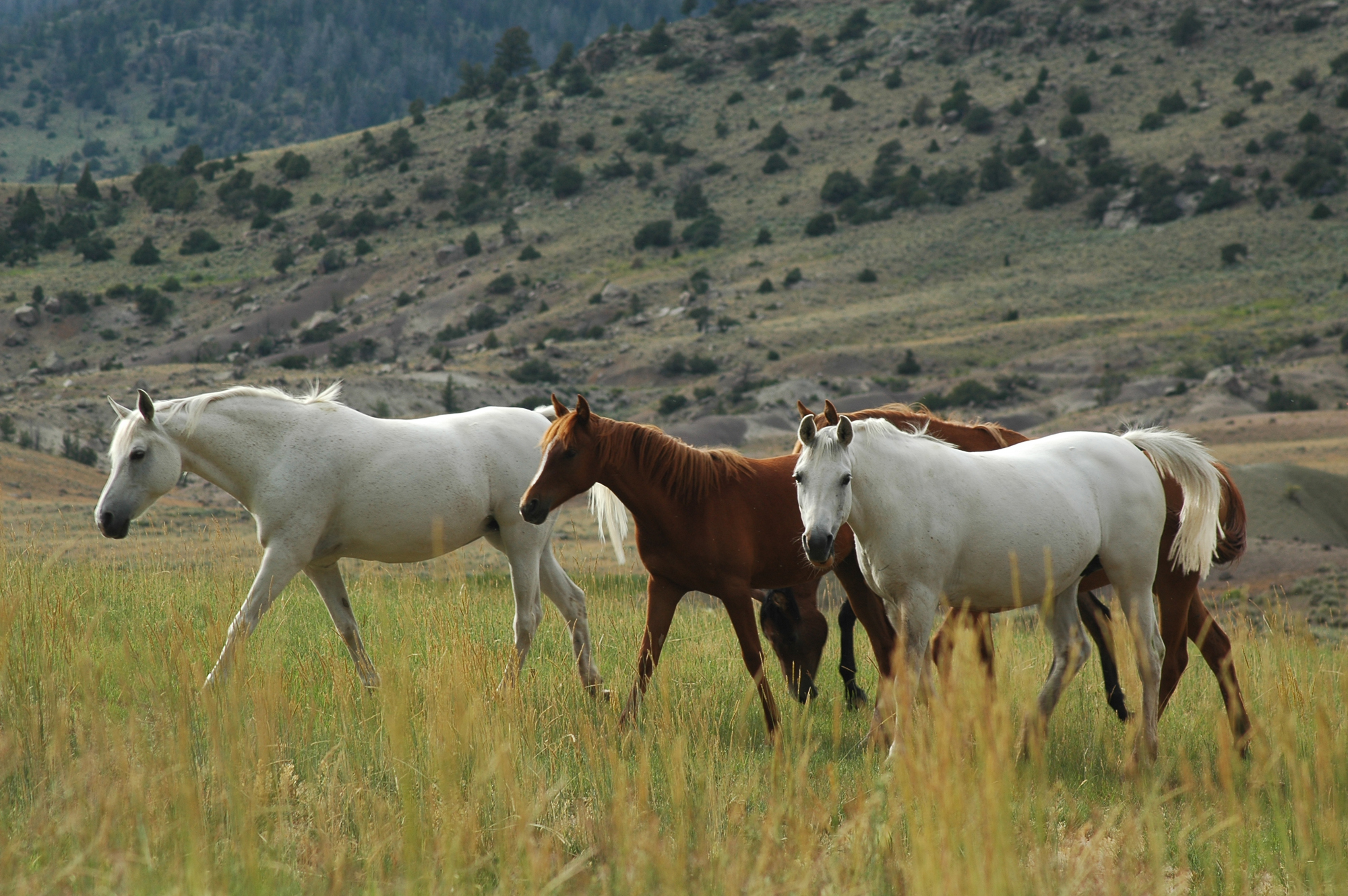 Arabian Horse Breeding Program in Wyoming at Bitterroot Ranch