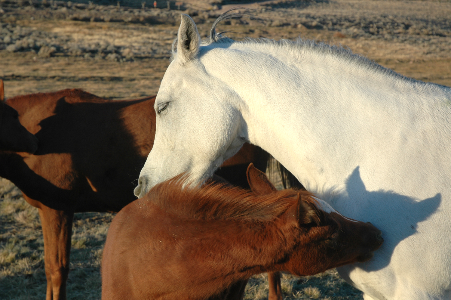 Arabian Horse Breeding Program in Wyoming at Bitterroot Ranch