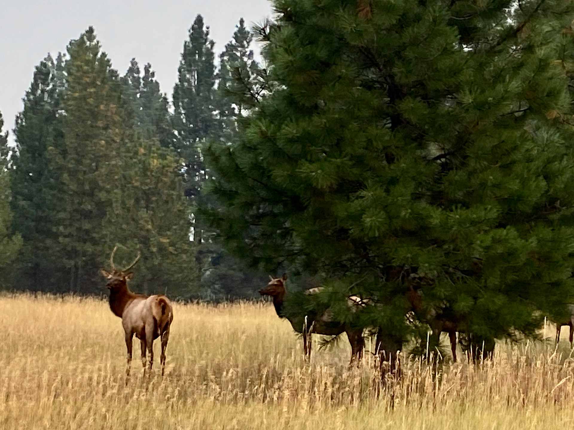 Bitterroot Valley Real Estate