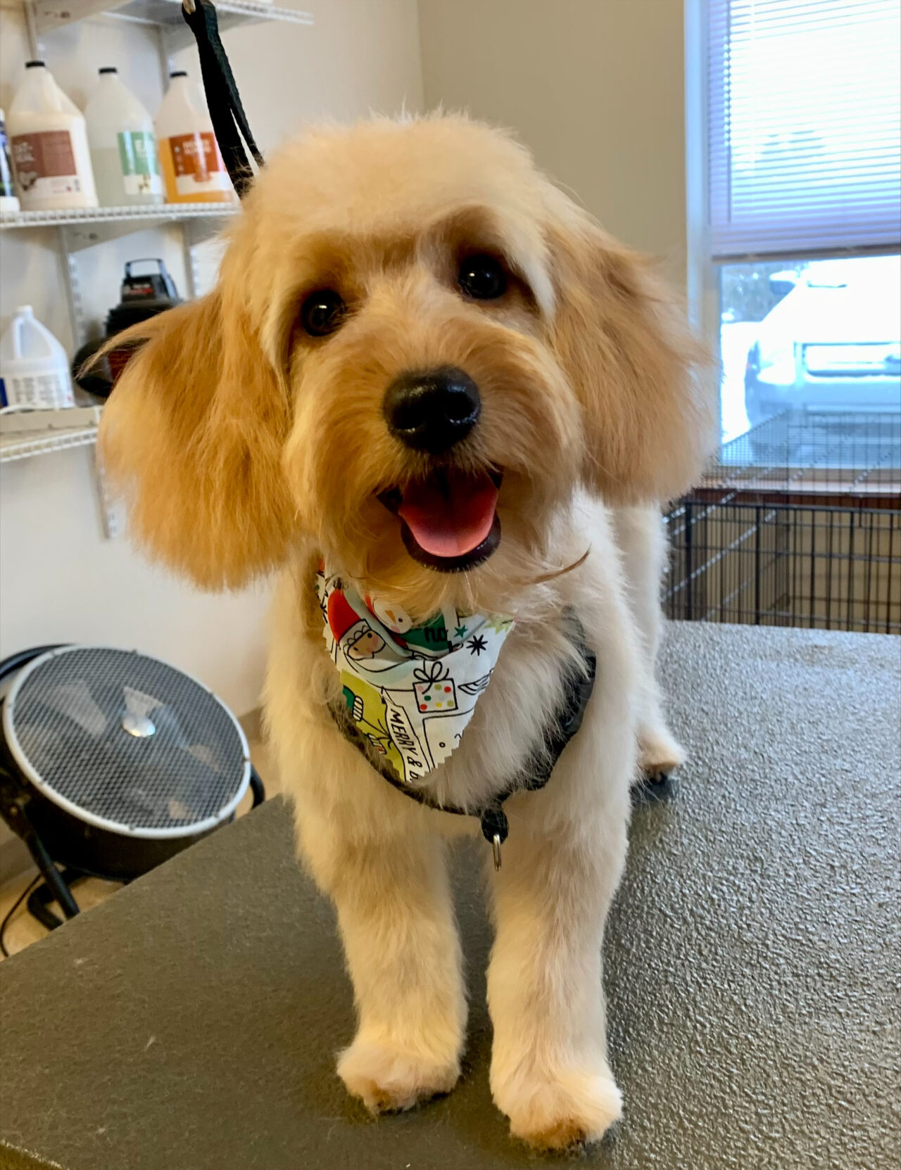 Dog Grooming Niles, MI Dog Grooming Three Rivers, MI