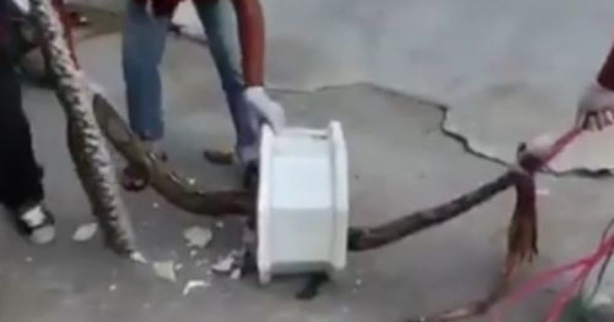 10foot python slithers through plumbing and gives one toilet goer a