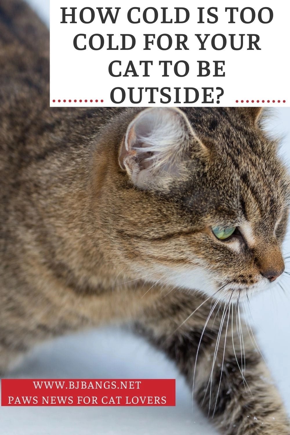How cold is too cold for my cat to be outside? Paws CatOSphere for
