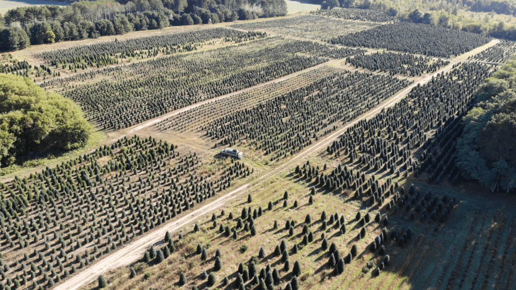 Princeton Choose & Cut Christmas Trees B&J Evergreen