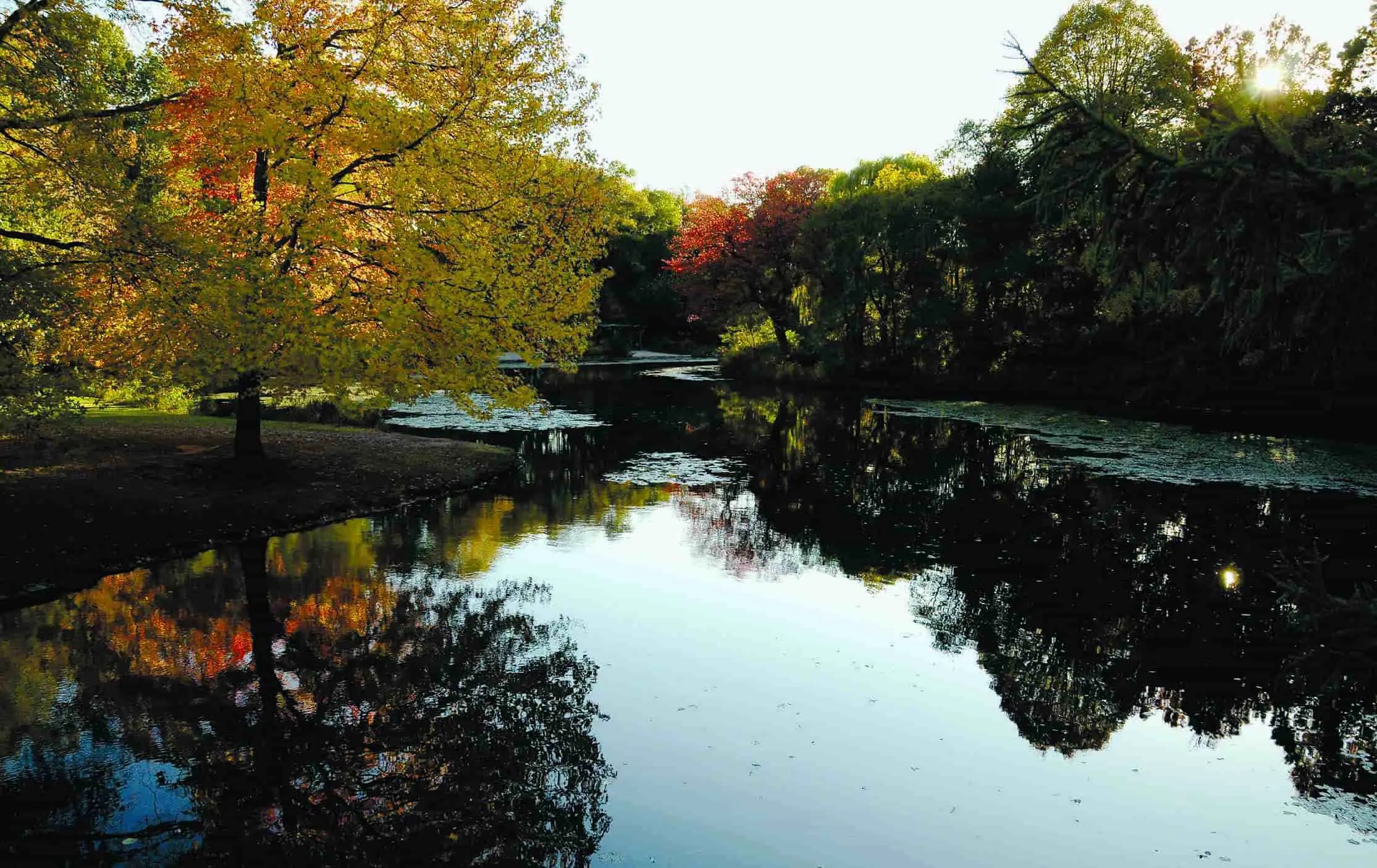 Prospect Park Dog Beach Closes Due to Deadly Algae, But There's Other