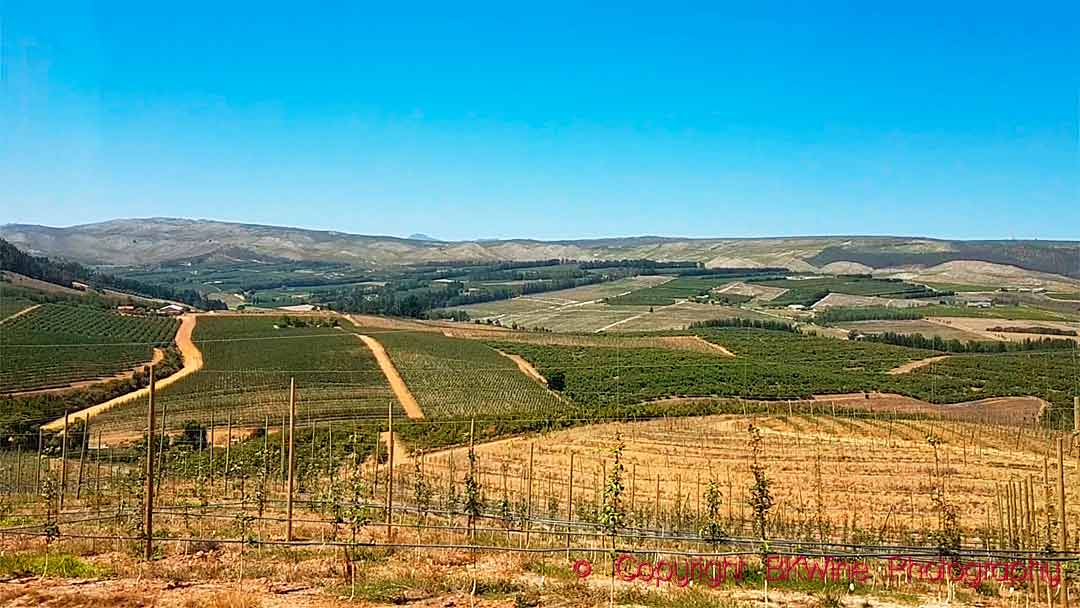 Elgin Vintners Fabulous South African wines from a cool climate