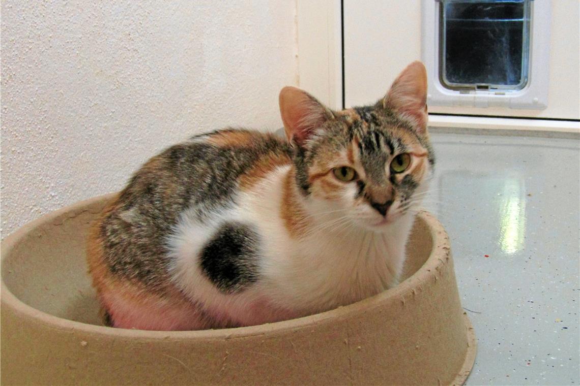 36 Tierheim Botnang Katzen Kostenloser schmuselinchen