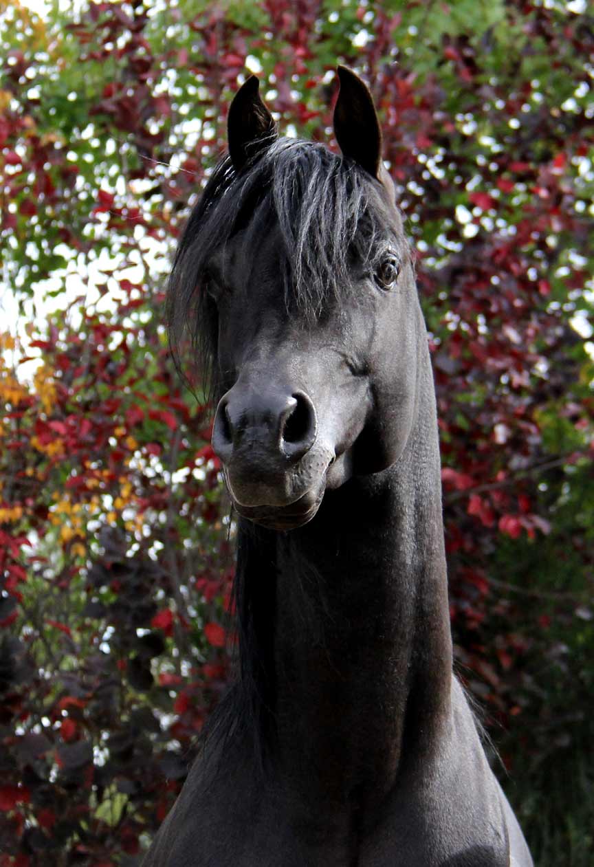 Black Arabian Horses of Birch Park Black Arabians