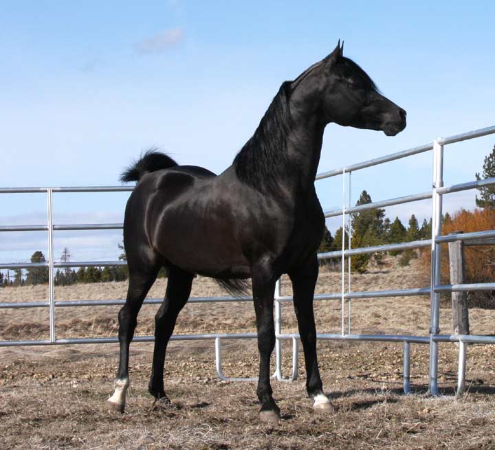 Black Arabian Horses, new exciting Black Arabian Stallion