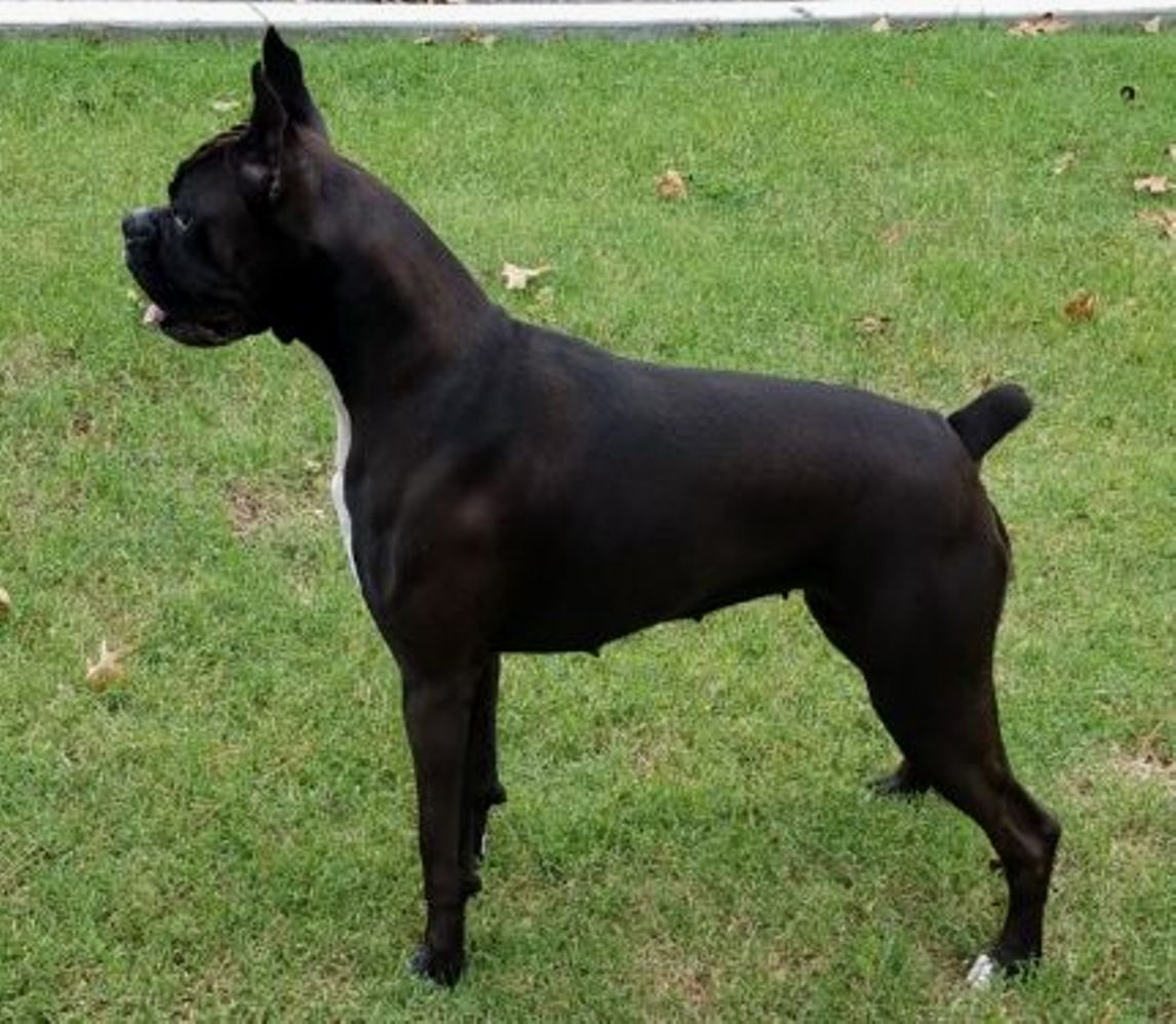 Collection 90+ Images Pictures Of Black Boxer Dogs Superb