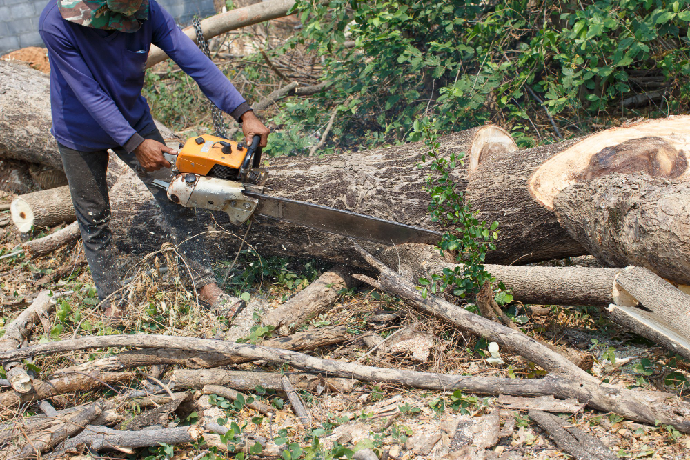 StepbyStep Process of Removing Trees with Tree Services