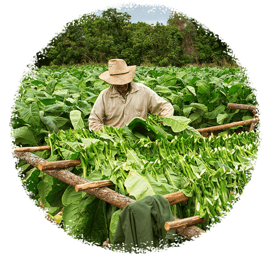 World's Best Tobacco eLiquid Naturally Extracted Black Note