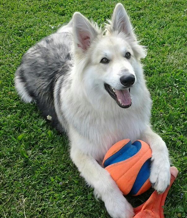 German Shepherd colors