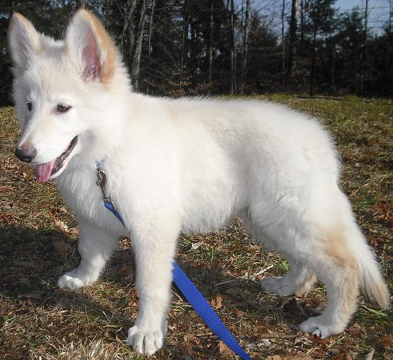 Amy Winehouse Galleries Long Haired German Shepherd White