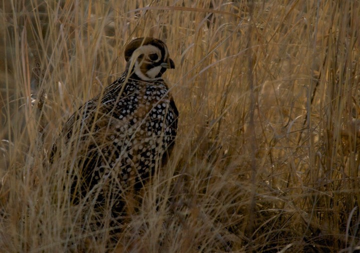 Quail, Montezuma The Black Range