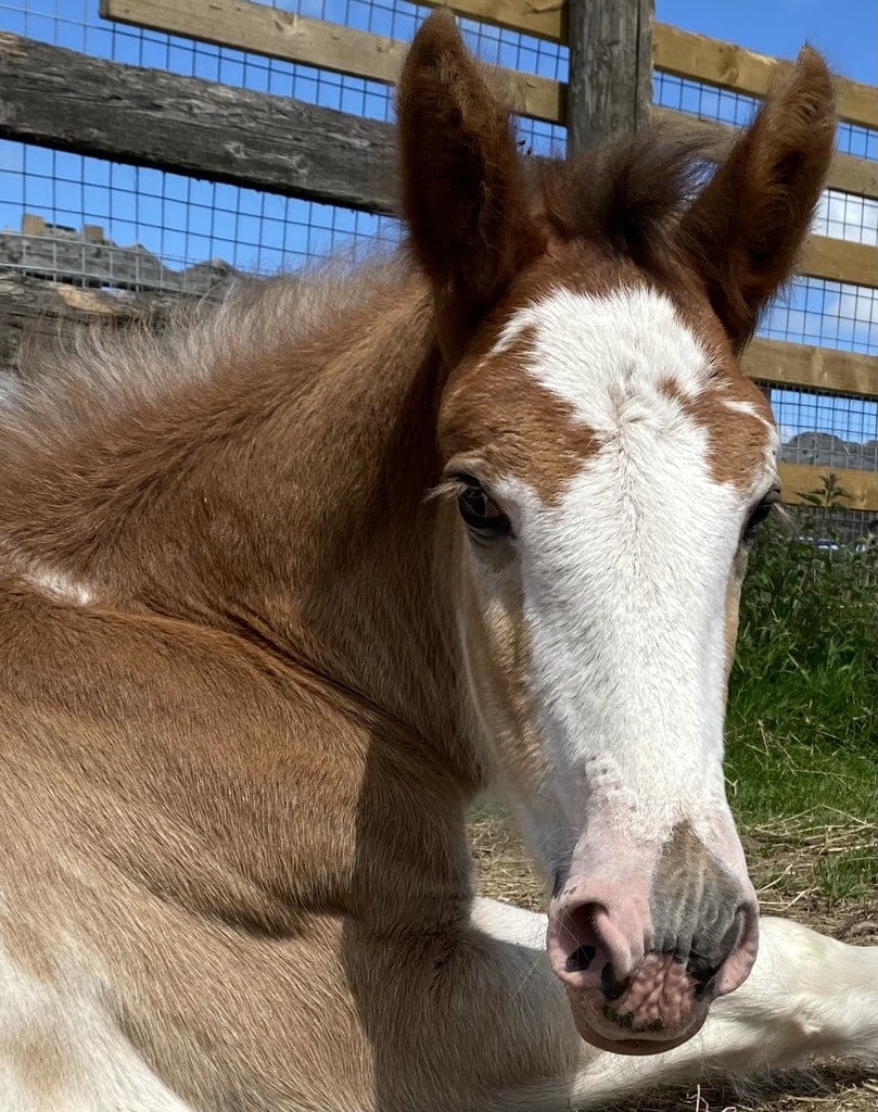 Our Clydesdale Family at Blackstone Clydesdales Forever Home