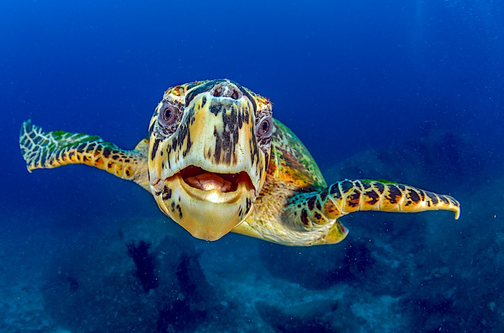 Hawksbill Sea Turtle Koh Tao Black Turtle Dive